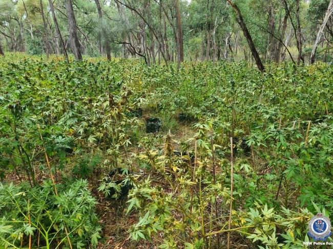 A man and a woman have been charged following a large-scale drug bust in the state's central west, near Coonabarabran. Photo: Police NSW