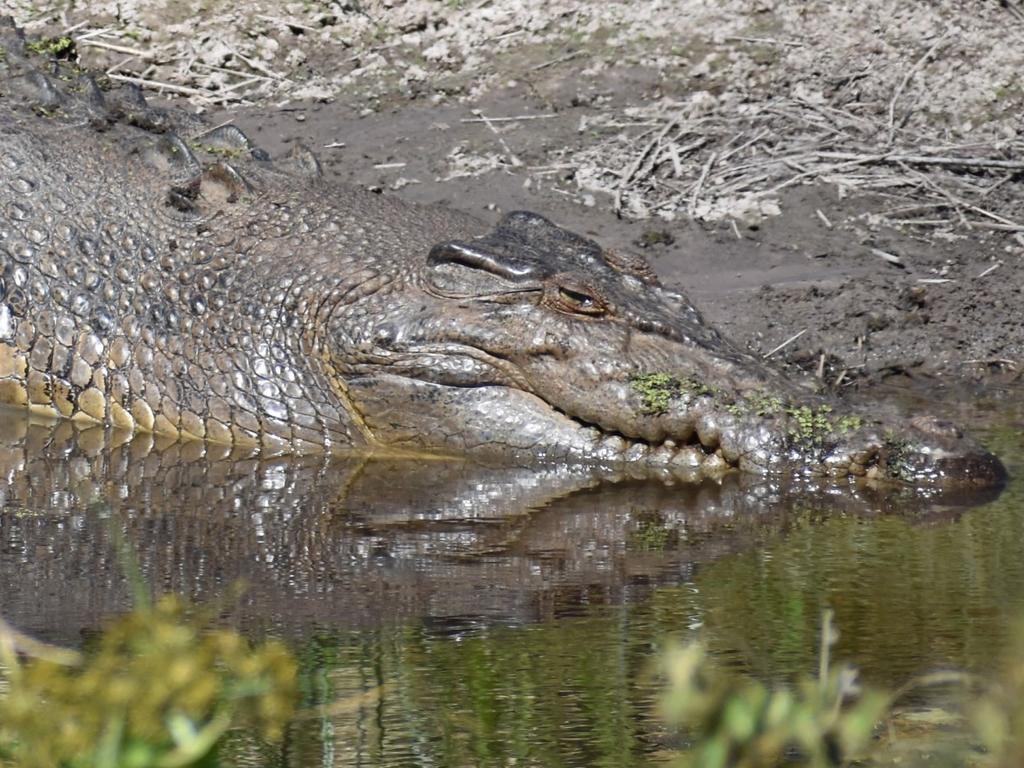 An almost 4-metre-long saltwater crocodile sunning itself on the banks of a sediment pond on the farm of Hinchinbrook Shire Mayor Ramon Jayo. Picture: Cameron Bates