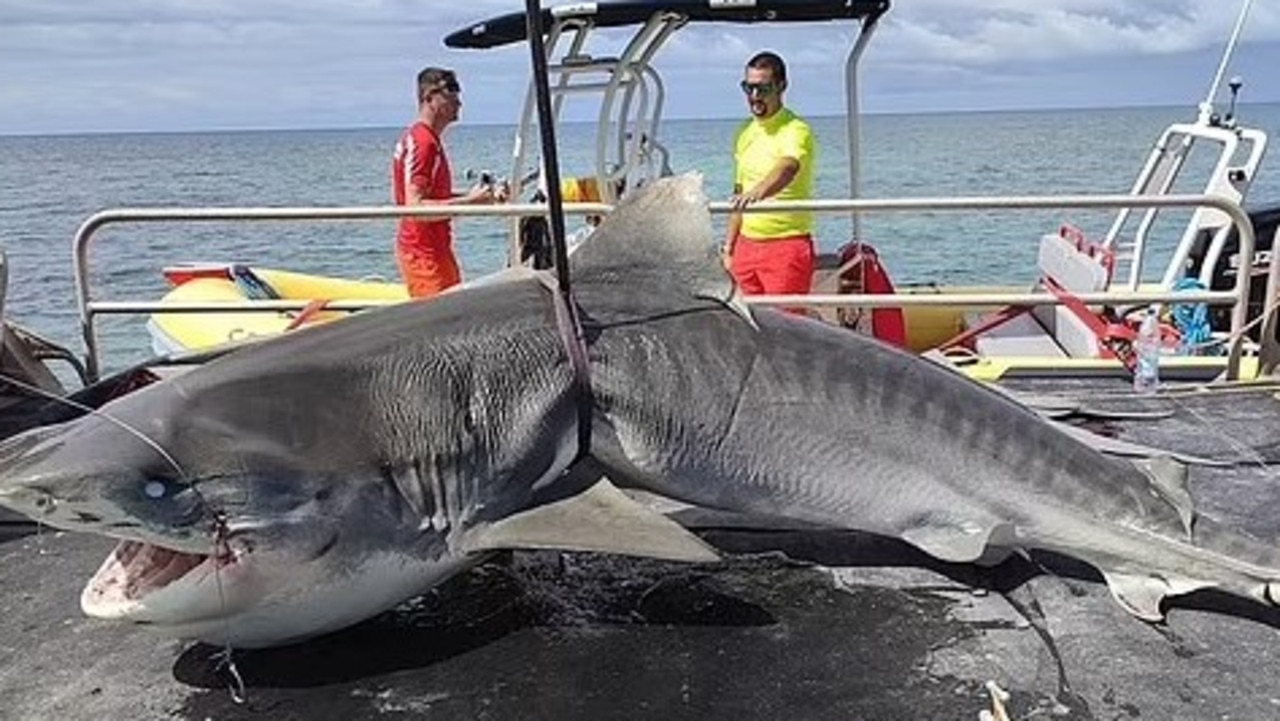 Australian Chris Davis named as New Caledonia shark attack victim