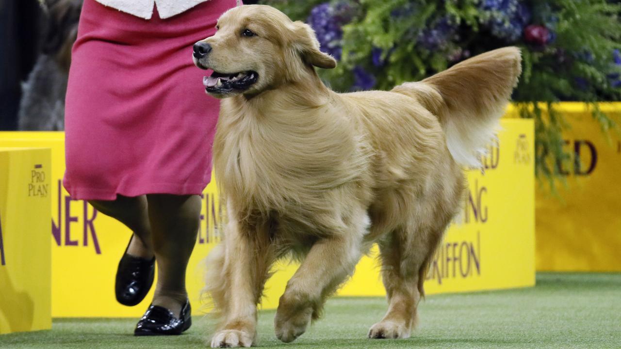 Daniel the golden retriever wins the sporting group and was a crowd favourite in the final. In the end, he came third overall. Picture: AP