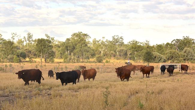 Blair and Josie Angus on their Kimberley Station in Queensland, with children John, Lauren, Maddie and David; the new on-farm meatworks and niece Tess Camm. , Pictures: John Elliott