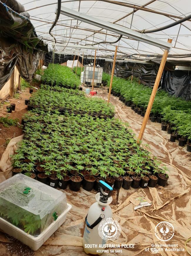 Cannabis crop found at Buckland Park on 29/12/20. Eight people were, arrested over the drug bust. Photo: SA Police