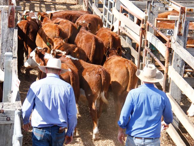 Moving Hereford steers at Casterton last week.Casterton weaner sale 2020