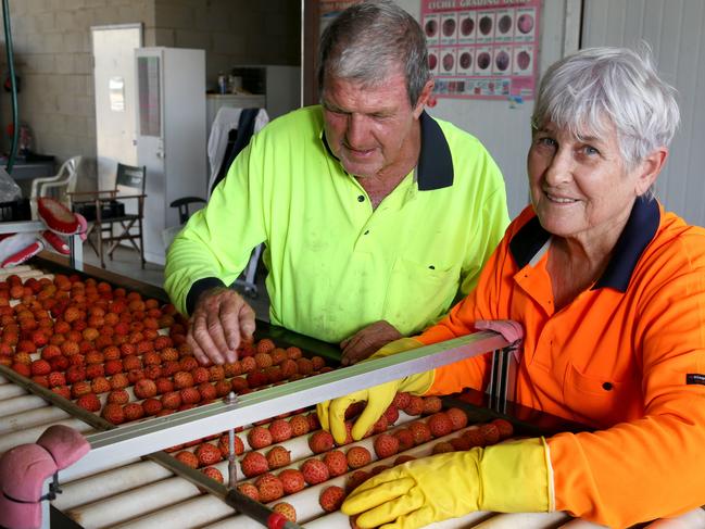 Mal Everett sorts lychees with wife Jan. Picture: Anna Rogers