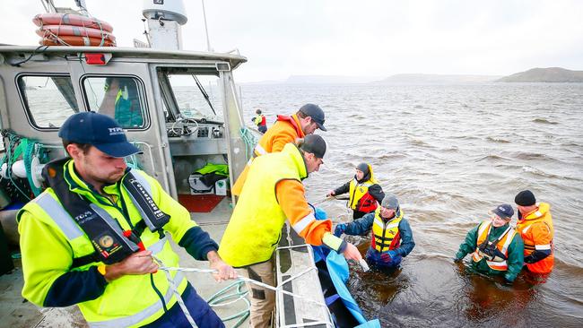 Petuna Aquaculture feed manager Tom Mountney, crewman Nick Hall and operations manager Ty Becker, back, tie a pilot what to the side of the company's boat 'Digger' with the help of rescuers from various organisations to tow it to open seas after 470 whales became stranded in Macquarie Harbour at Strahan. Picture: PATRICK GEE