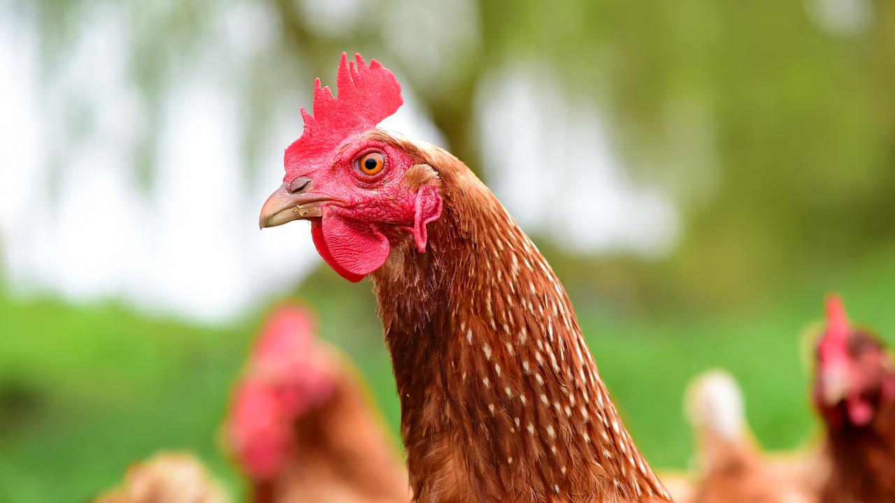 Avian influenza hits NZ