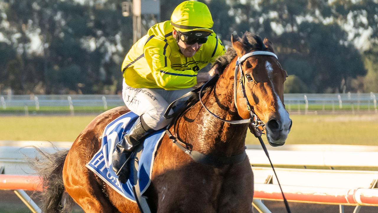 Samurai Star is Brad Waters’ best bet on the card at Hamilton on Tuesday. Picture: Racing Photos