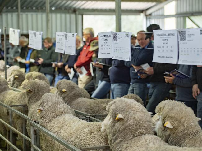 A total of 80 rams lined up on the day and sold to full clearance at the Toland sale. Picture: Zoe Phillips