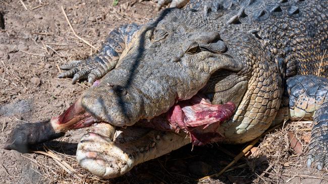 Big Jack chows down on a fresh pig leg. Picture: Pema Tamang Pakhrin