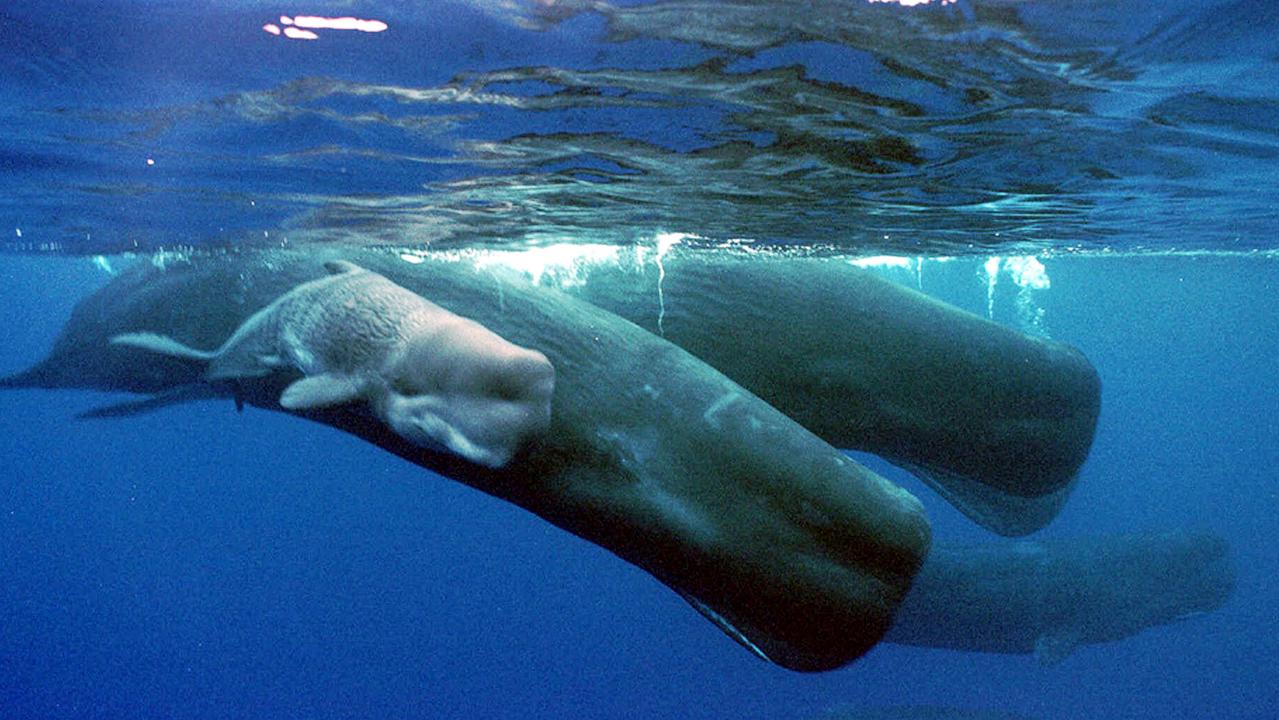 The whales live in female-led groups and have brains up to six times bigger than the brains of humans. Picture: AP Photo/Guam Variety News/ Chris Bangs