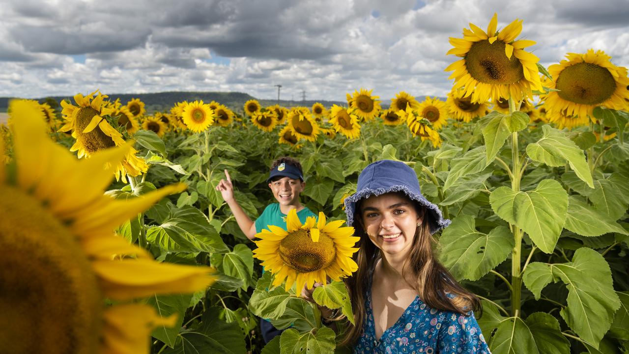 Will and Georgia Connolly as Warraba Sunflowers opens its drone-planted sunflower field to visitors, Monday, December 27, 2021. Picture: Kevin Farmer