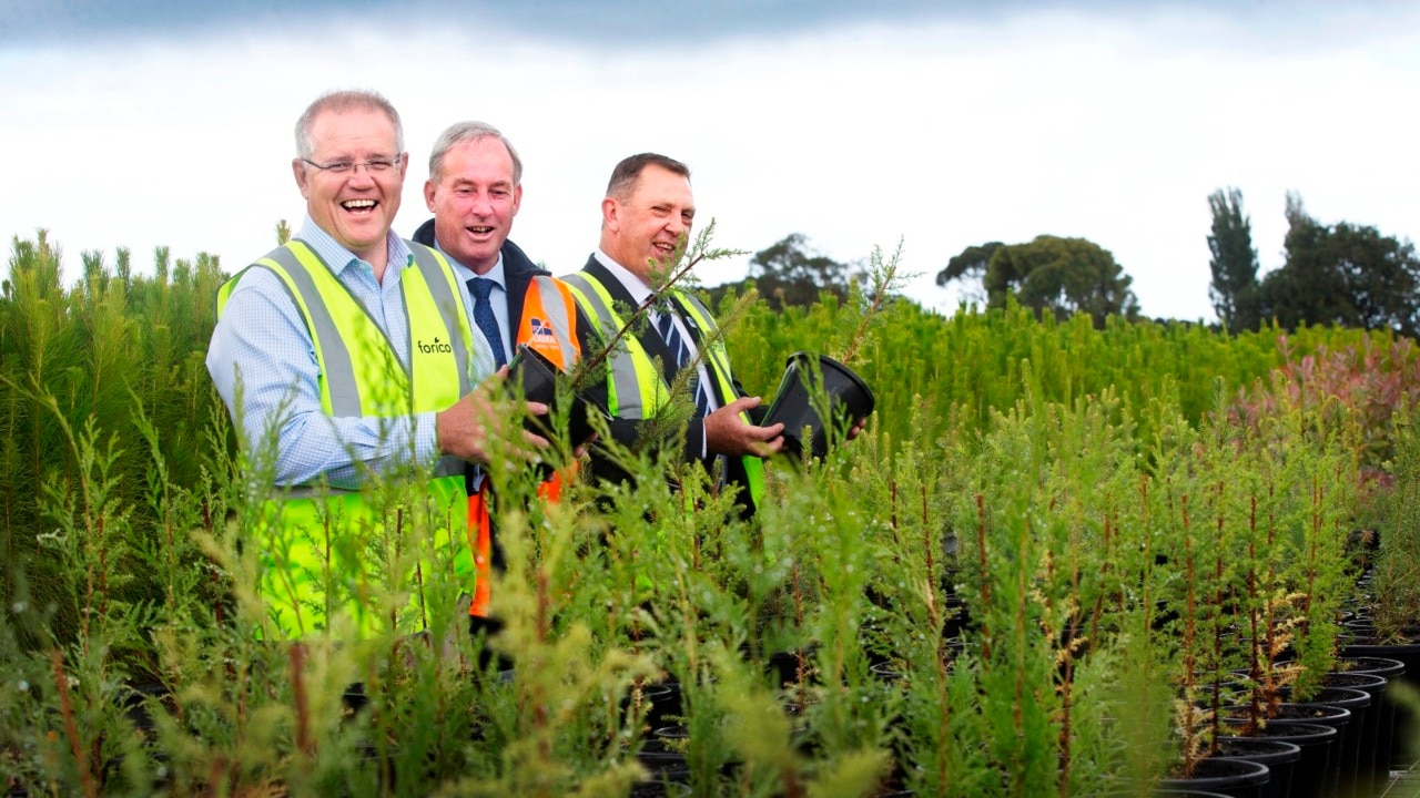 Scott Morrison launches regional forestry hubs