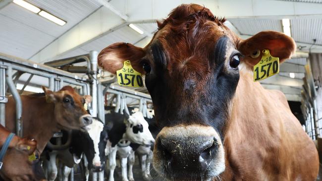 Avian flu in the US has spread to over 710 dairy herds across 15 states. Picture: Michael M. Santiago / Getty Images / AFP