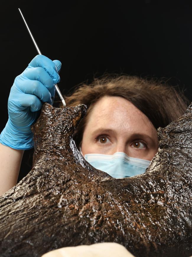 Conservation natural sciences palaeontologist Dani Measday inspects the skull and horn. Picture: David Caird