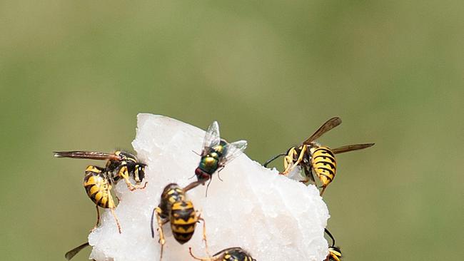 European wasps have been establishing nests in homes right around the Eurobodalla Shire. Picture: File.