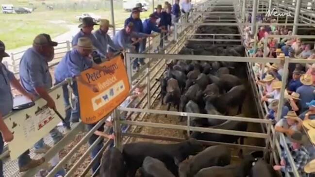 2024 weaner sales kick off at Wodonga on January 2