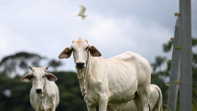 Should government pay for work that helps keep agriculture safe from diseases? Picture: AFP