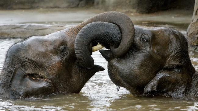 Taronga Zoo has been a favourite for many Sydneysiders. But they are worried people will get confused and end up at Sydney Zoo. Picture: AP Photo/Mark Baker