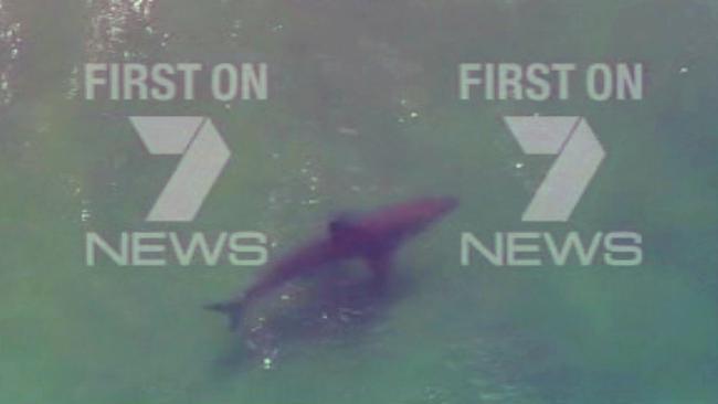 This large shark was spotted off the coast of Ballina after the attack. Picture: Channel 7