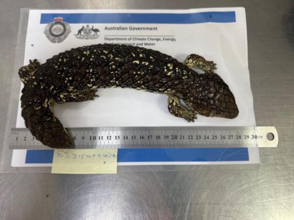 A shingleback lizard stuffed in a sock by Qinyu Han being examined by the Australian Border Force.