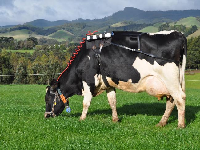 A cow at grazing wearing a methane measuring equipment