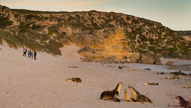 Rangers lead tourists along an elevated timber boardwalk to a windswept beach where sea lions come ashore to recuperate. Picture: Supplied (South Australian Tourist Commission).