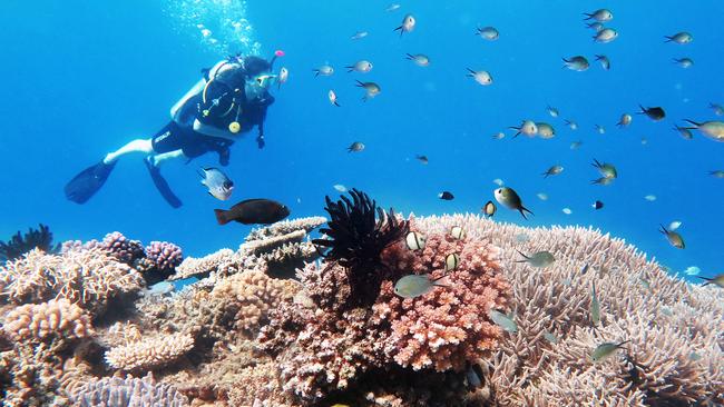 A scuba diver explores coral gardens teaming with fish life on Saxon Reef, part of the Great Barrier Reef Marine Park off the coast of Cairns in Far North Queensland. Picture: Brendan Radke