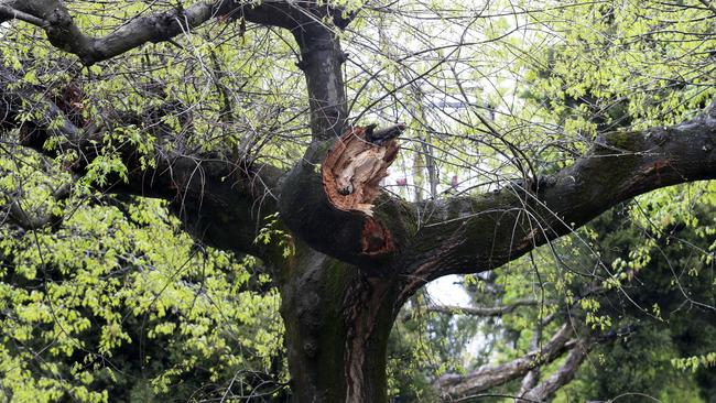 One of the trees badly damaged by hurtling trucks in Alwyn St Mitcham. Picture: George Salpigtidis