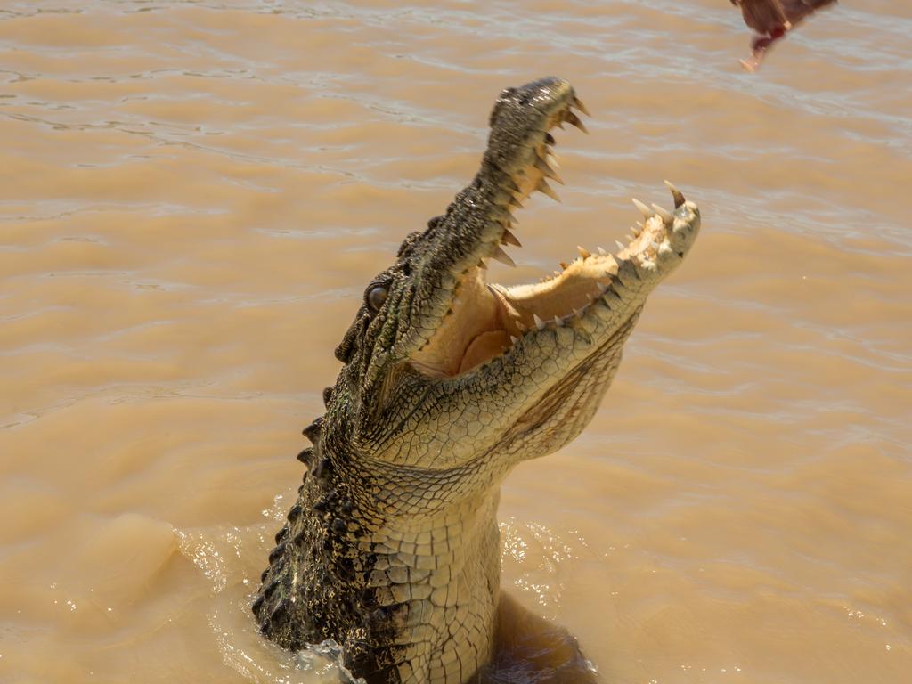 A woman was bitten by a 2m saltwater croc (not pictured) in a remote part of Western Australia’s north.