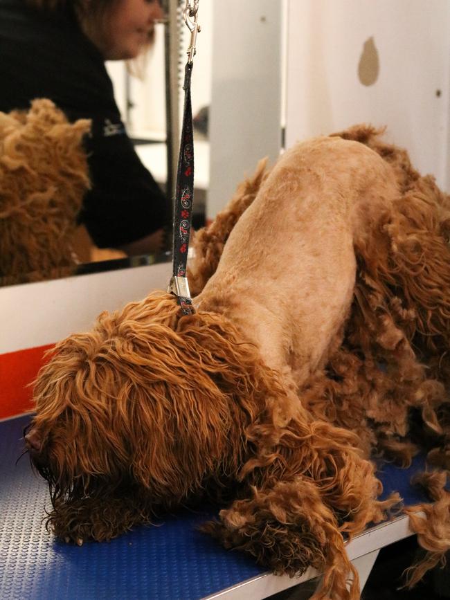 One of the rescued labradoodles gets a haircut from manager Shari Rodman at Wags and Tails in Launceston. Picture: Stephanie Dalton