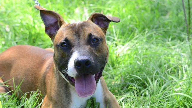 Foster care program coming to Blacktown Animal Holding Facility | Daily ...