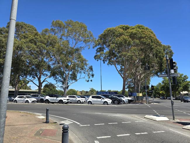 Overhanging branches at the intersection of Cross and Belair roads, Walford Parks playing fields. Picture: Frank Pangallo