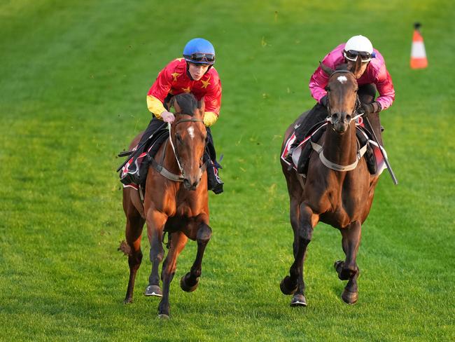 Militarize (left) and Fangirl (right) during Breakfast With The Best trackwork at Moonee Valley Racecourse on October 24, 2023 in Moonee Ponds, Australia. (Photo by Scott Barbour/Racing Photos via Getty Images)