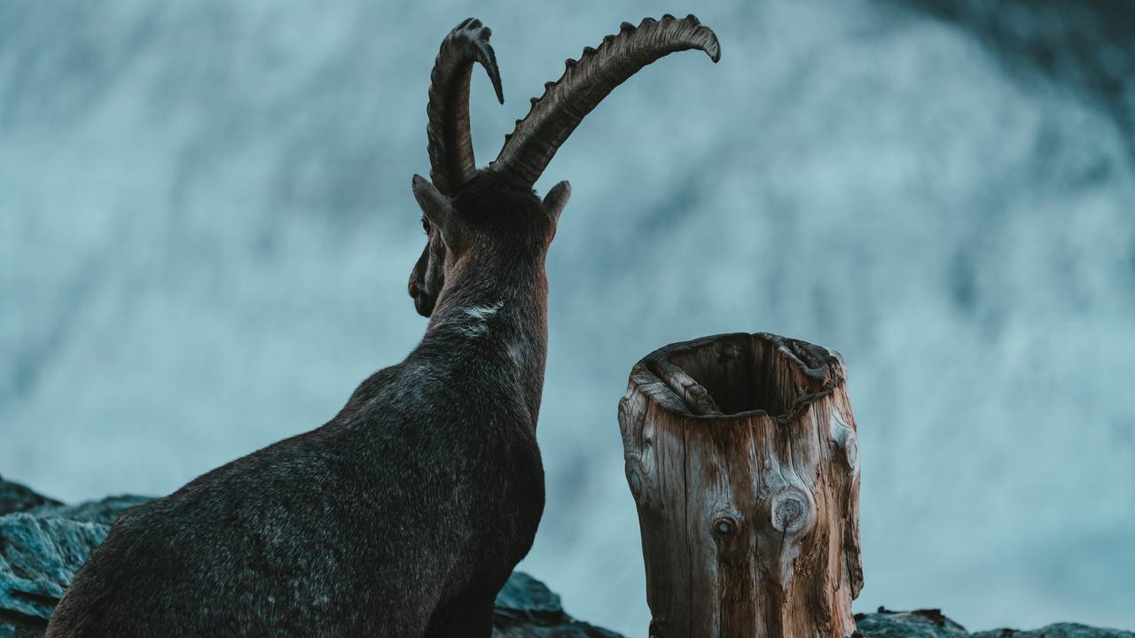 Capricorn: After surviving last year’s trials and tribulations, 2023 sees you thrive. Picture: Claudio Schwarz/Unsplash