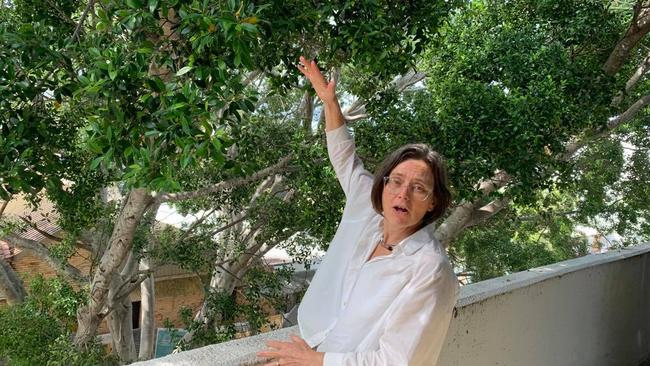 Coffs Harbour City Council Gallery and Museum Curator Jo Besley is passionate about the vision for the Cultural and Civic Space. From the car park she shows how the new building will look into the Riding Lane fig tree which will remain as a central focus. Photo by Janine Watson