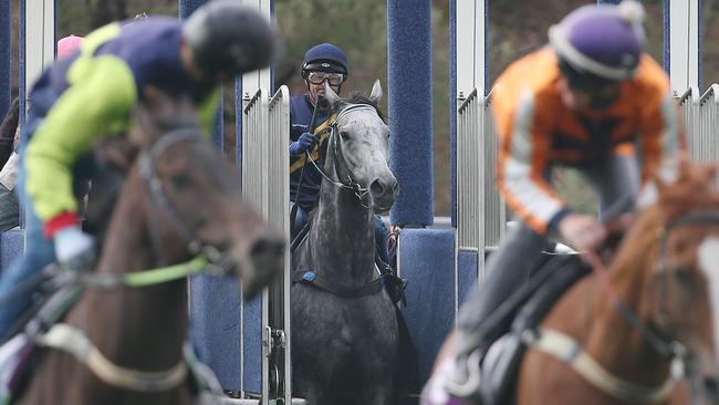 What happened to him? Chautauqua stays put in the stalls.