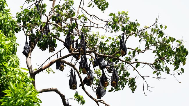 A colony of spectacled flying foxes, commonly referred to as fruit bats, pictured nesting in a forest of trees near Lily Creek in Parramatta Park. Picture: Brendan Radke