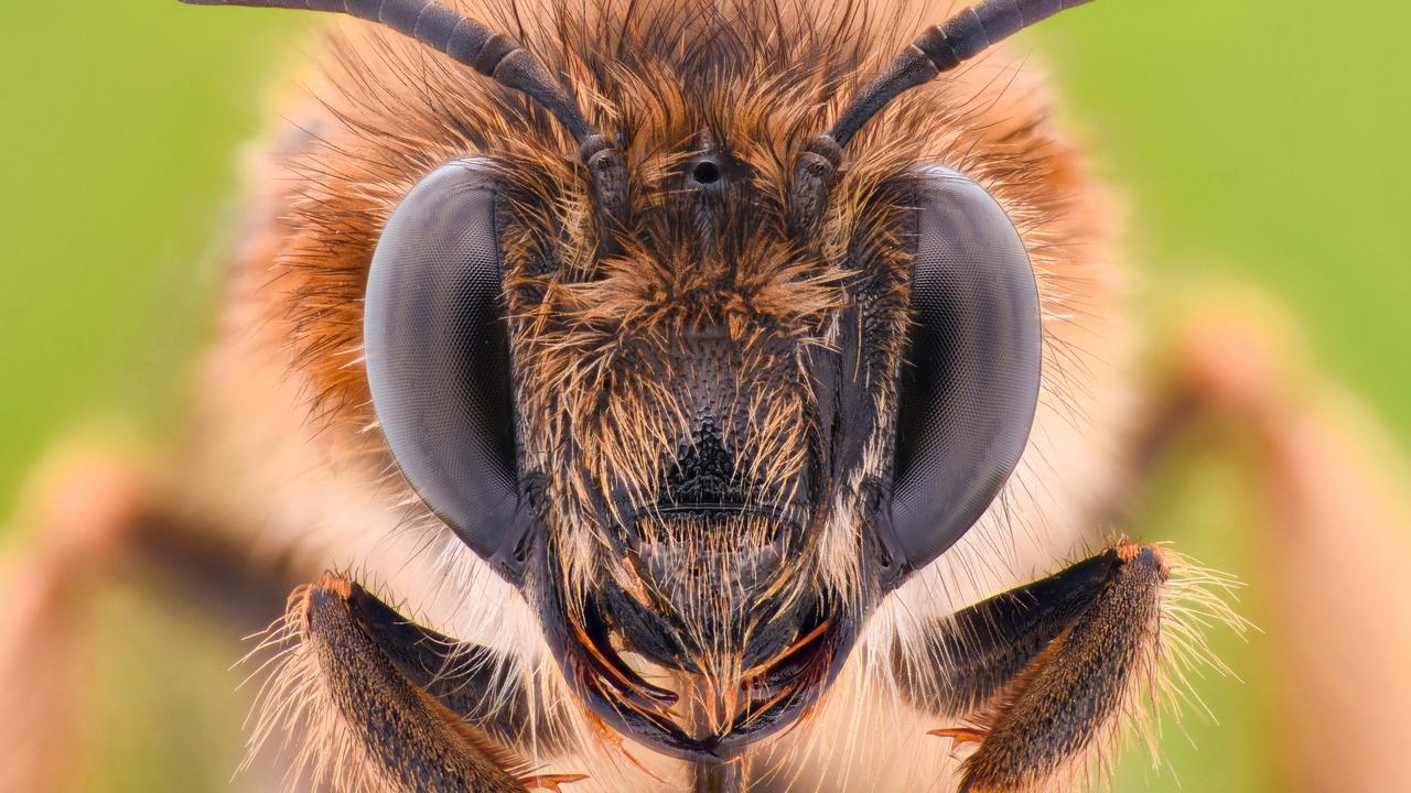 How a 2025 bee makes honey