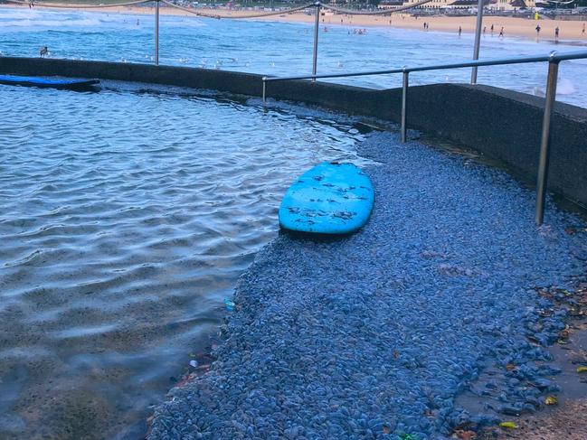 An armada of bluebottles have washed up in North Bondi children's pool. Picture: Twitter / Isaac Irvin