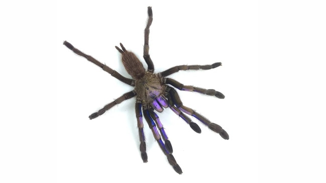 The spider is blue because of the unique structure of its hair. Picture: Narin Chomphuphuang