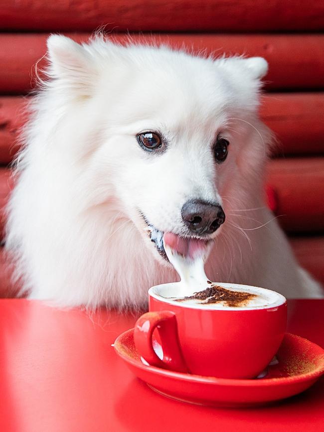 Pictures from Kerry Martin's last trip around Australia photographing dogs.