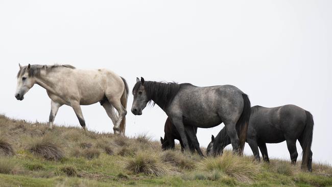 Feral horses are ruining millions of wild acres. Picture: Sean Davey