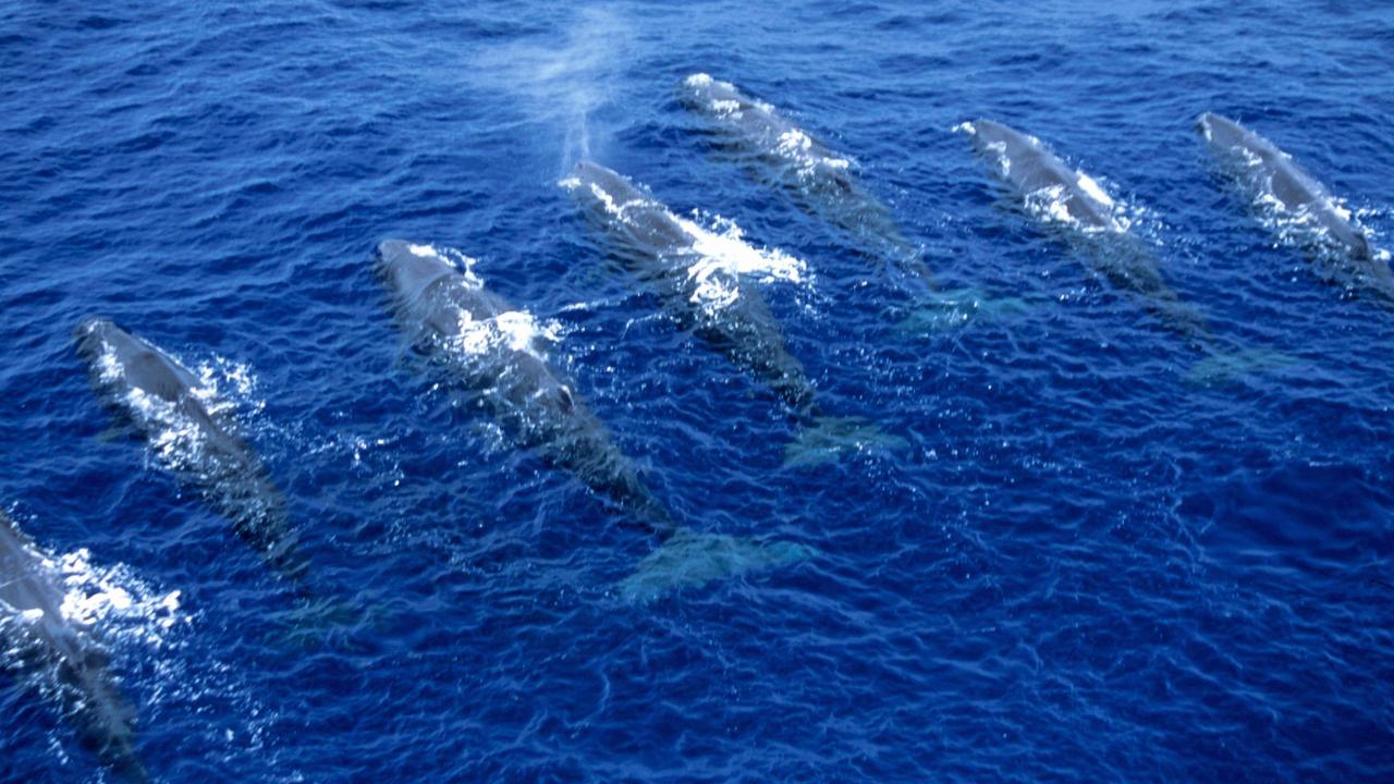 The noises made by sperm whales in Dominica were analysed.