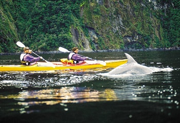 Along for the ride ... a dolphin swims with kayakers in Milford Sound / AP