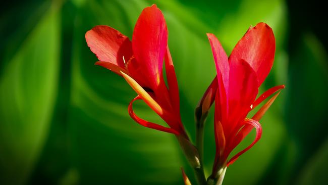 The leaves work well in a cut flower arrangement.