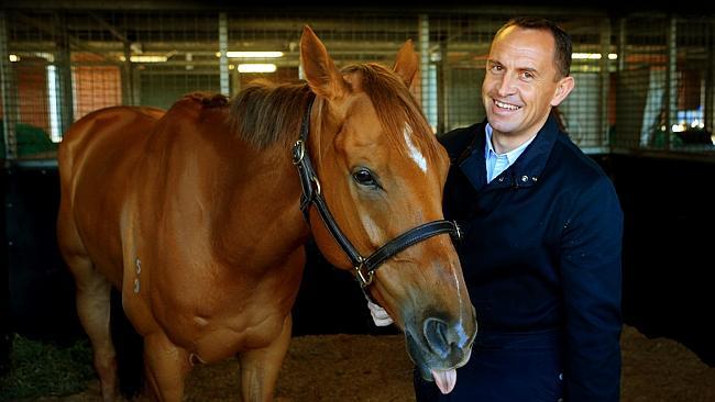 Chris Waller with his Melbourne Cup chance Hawkspur at his Flemington Stables. Picture: Mark Evans.