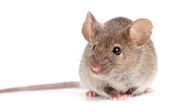 New laboratory research into Covid in mice shows they can become so sick with the virus they lose a dramatic amount of weight.