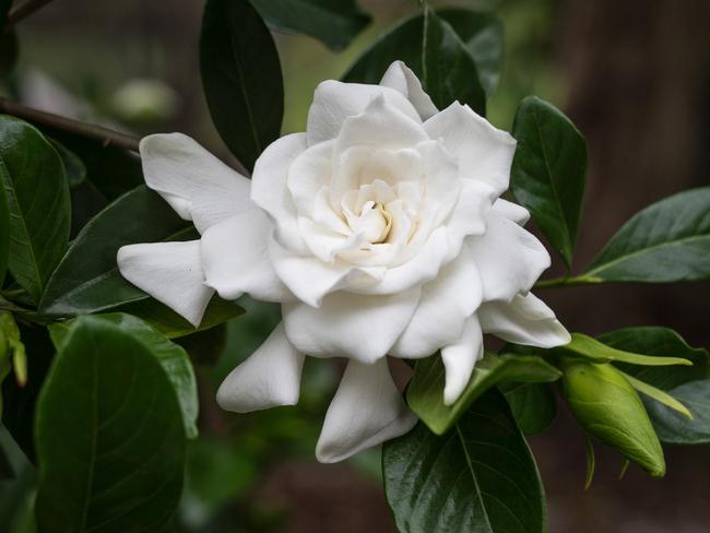 EMBARGO FOR TWAM 29 OCTOBER 2022. FEE MAY APPLY.  Single gardenia. Photo: Alamy