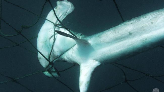 A Juvenile Hammerhead shark in a net on the Gold Coast. Picture: Sea Shepherd.