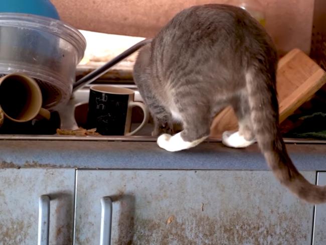 The cats were discovered living in filthy conditions. Picture RSPCA